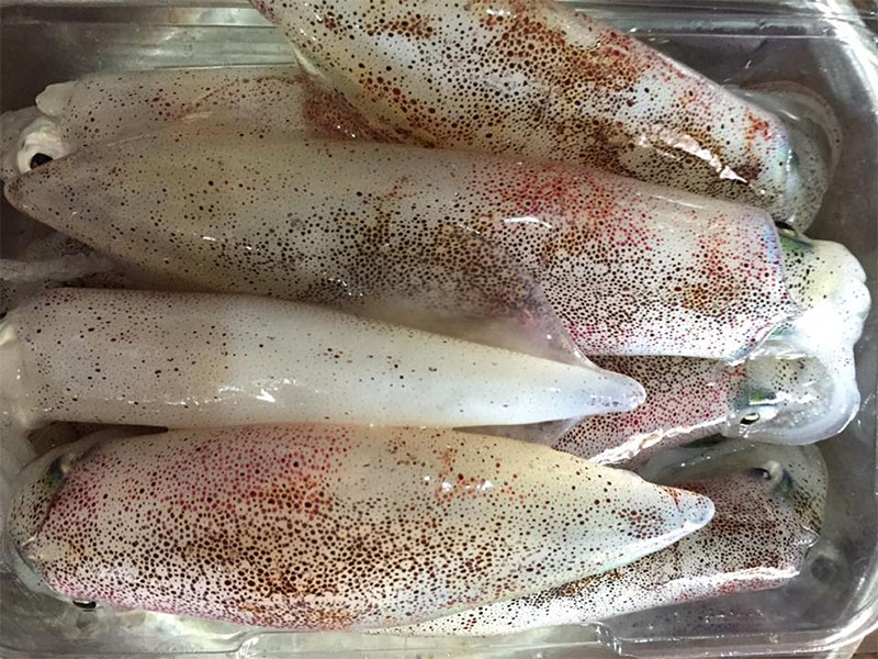 Mực trứng sữa có giá trị dinh dưỡng cao
