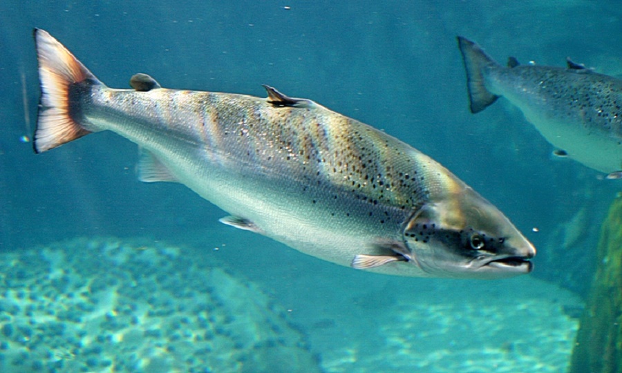 Cá hồi Na Uy có thân hình lớn nhất so với các giống cá hồi khác