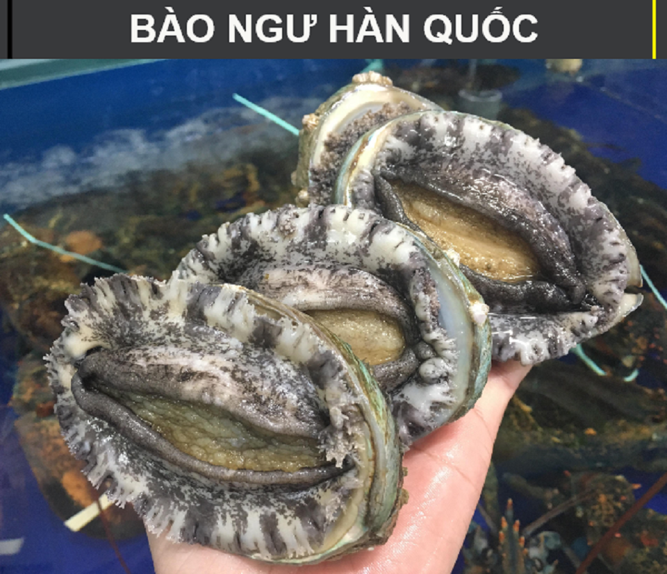 Bào Ngư Hàn Quốc tươi sống chế biến nhiều món ăn ngon bổ dưỡng